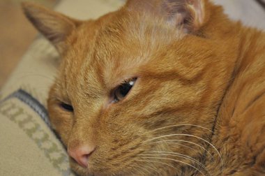 Kızıl kedi yatakta uyur. Yemekten sonra dinlenen turuncu kedi. Yatak odasında zencefil renkli kedi. Evlatlık evcil hayvan. Kırsal kesimde rüya gören sevimli bir hayvan. Yaz tatilinde turuncu kedi. Şirin kedi.