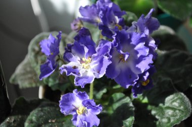 Evde menekşeler üretiyor. Ev yapımı çiçekler. Ev için çiçekler. senpolia. Mavi açarlar..