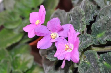 Evde menekşeler üretiyor. Ev yapımı çiçekler. Ev için çiçekler. senpolia. Pembe açarlar..