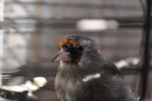 Grey Headed Flaunted Cage Home Bird Singing Bird Home Cage — Stock Photo, Image