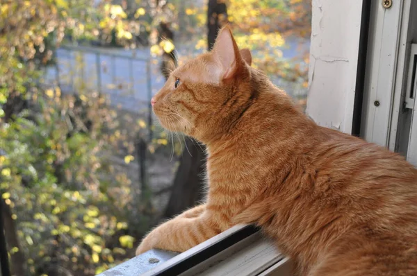 Curioso Gatito Rojo Mira Por Ventana Almaty — Foto de Stock