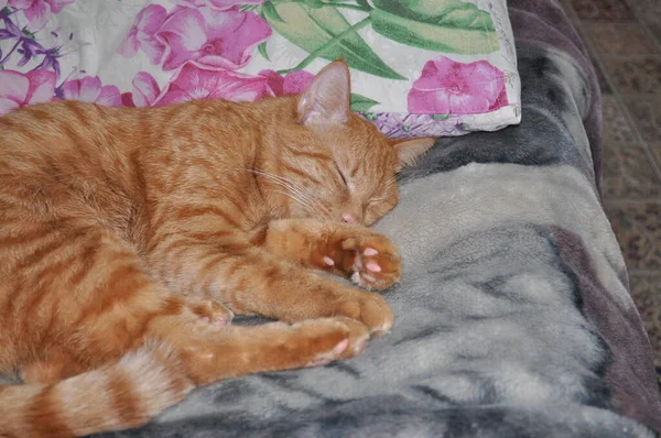 Red Cat Sleeps Bed Orange Cat Resting Lunch Ginger Colored — Stock Photo, Image