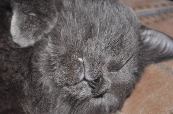 Grijze Kat Slaapt Bed Grijze Kat Die Rust Lunch Gember — Stockfoto