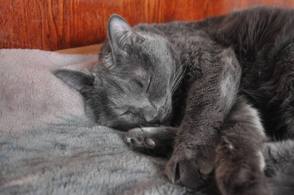 灰猫睡在床上 灰猫午饭后休息 生姜色的猫在卧室 收养的家畜 乡村住宅里可爱的宠物梦 灰色猫咪在暑假 可爱的小猫 — 图库照片