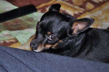 Rus Oyuncak Teriyeri yatakta yatıyor.