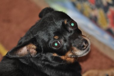 Rus Oyuncak Teriyeri yatakta yatıyor.