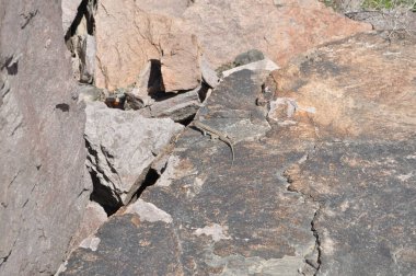 Steppe Kertenkele Kazakistan 'da bir kayanın üzerinde güneşleniyor