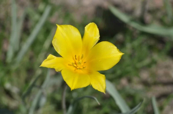 Tulipes jaunes sauvages dans les steppes du Kazakhstan — Photo