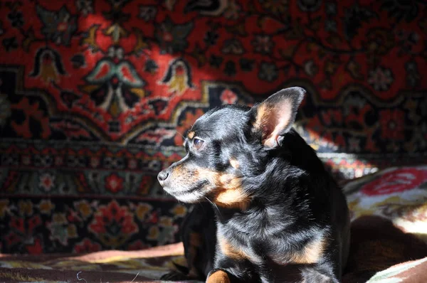 Un negro ruso terrier yace en el sofá —  Fotos de Stock