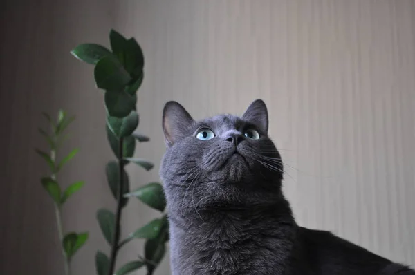 Grey cat looks up against the background of a flower — Stock Photo, Image