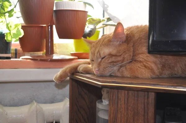 Foto de primer plano de un gato rojo dormido — Foto de Stock