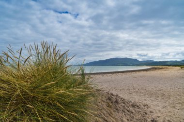 İrlanda kıyılarının manzarası ön planda bitki örtüsü ve kumlu bir plaj ve arkasında bulutlu gökyüzü olan deniz..