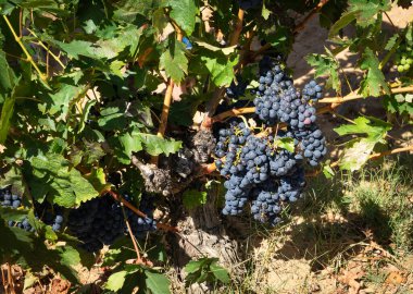 İspanya 'nın Burgos bölgesindeki Ribera del Duero bölgesindeki üzüm bağında bir demet siyah üzüm.