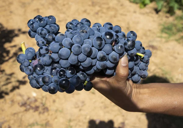 Grote Cluster Van Vers Geplukte Druiven Van Wijngaarden Van Het — Stockfoto