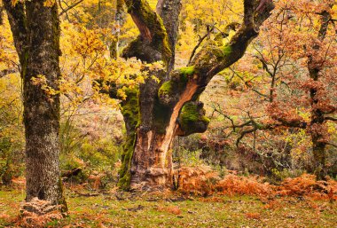 İspanya 'nın Montejo de la Sierra kasabası yakınlarında sonbaharda kayın ormanı. Avrupa 'nın en güneydeki kayın ormanı..