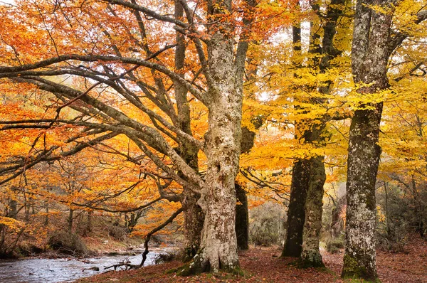 Spanya Nın Montejo Sierra Kasabası Yakınlarında Sonbaharda Kayın Ormanı Avrupa Stok Fotoğraf