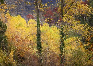 sonbahar orman manzarası.
