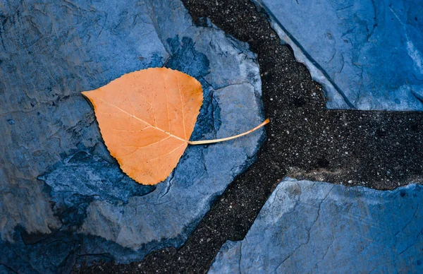 Hoja de naranjo . — Foto de Stock