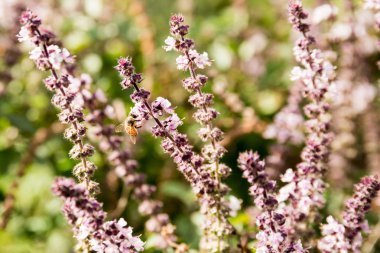Arı nektarı yaz çayır, toplama