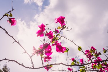 Rüya gibi çiçek çiçekler bir ağaç arkadan aydınlatmalı öğleden sonra güneş altında tarafından 
