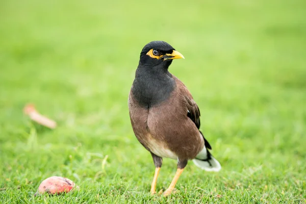 Comuns Myna cantarola no Havaí em pé no gramado verde fresco perguntando em torno de — Fotografia de Stock