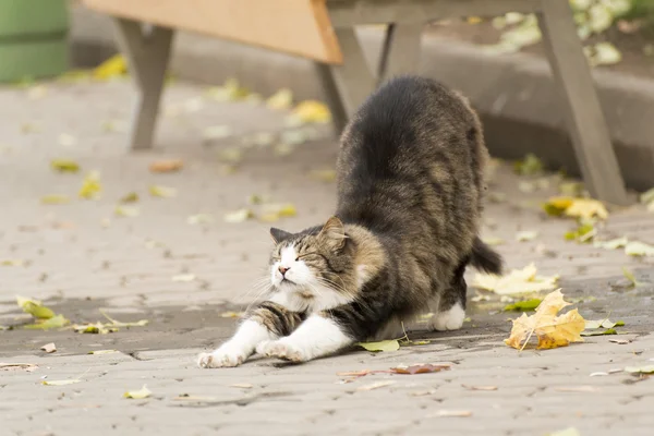 Gato que se estende em uma rua — Fotografia de Stock
