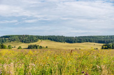 Rusya buğday ürün neredeyse olgun ile herhangi bir yerinde kırsal manzara
