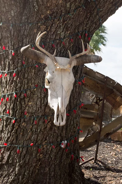 Коровий череп висит на дереве с красными огнями Рождества — стоковое фото
