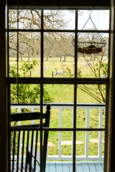 牧场的看法与牛通过牧场房子窗口 — 图库照片
