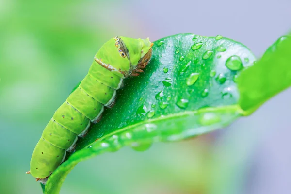Fat caterpillars feed on the leaves of plants.