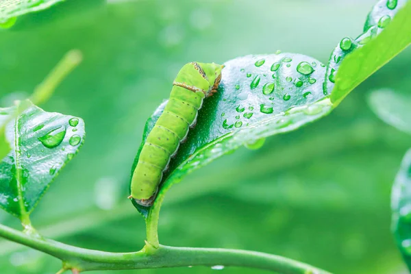 Fat caterpillars feed on the leaves of plants.