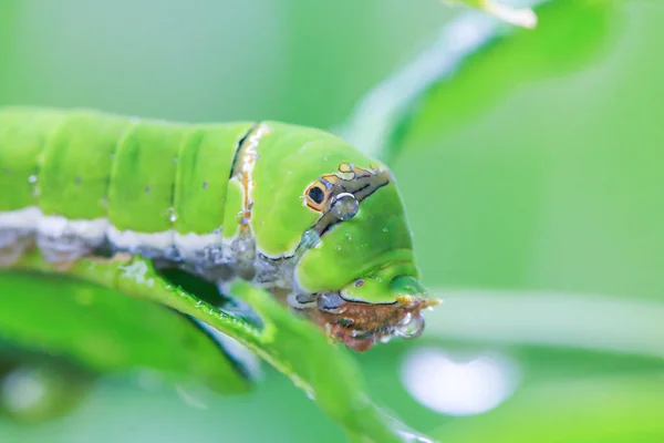 Fat caterpillars feed on the leaves of plants.