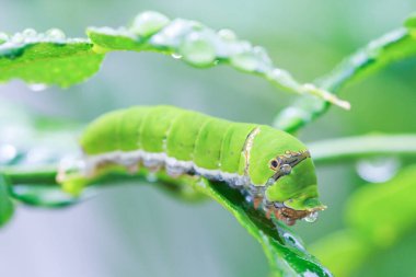 Şişman tırtıllar bitkilerin yapraklarıyla beslenir..