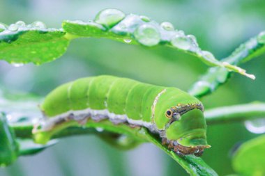 Şişman tırtıllar bitkilerin yapraklarıyla beslenir..