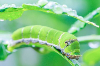 Şişman tırtıllar bitkilerin yapraklarıyla beslenir..