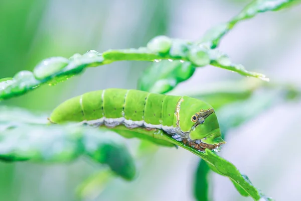Şişman Tırtıllar Bitkilerin Yapraklarıyla Beslenir — Stok fotoğraf