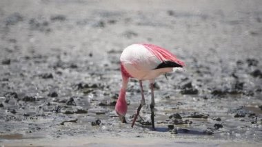 Laguna Colorada Andes Uyuni, Bolivya Flamingo büyük kuşlar