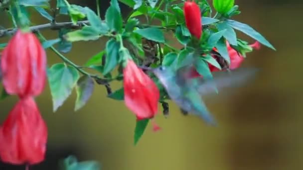 Kolibri ernährt sich von roten Blumen, Peru — Stockvideo