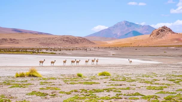 Альпака в природе, Боливия — стоковое видео