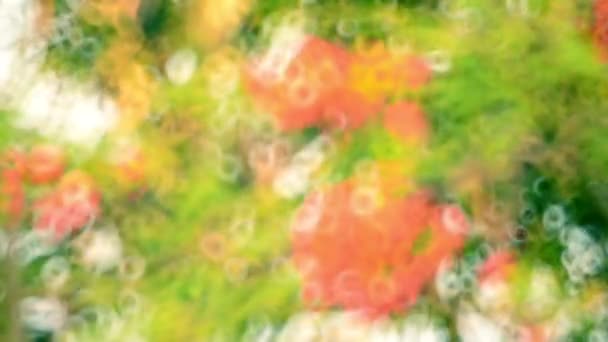 Plumeria ağacı ile ufuk doğa arka plan üzerinde kırmızı plumeria — Stok video