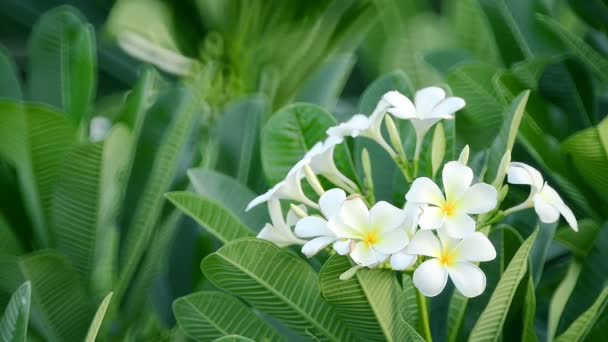 Flores de frangipani floreciendo en temporada de lluvias — Vídeo de stock