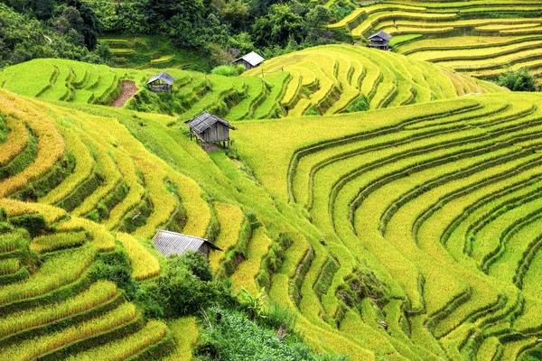 Rice fields terraced and small Village in vietna — Stock Photo, Image