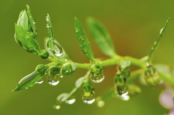 Goccia di rugiada su foglia verde in giardino — Foto Stock