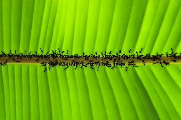 バナナの葉とアリ — ストック写真