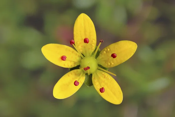 Saxifraga brunonis, sarı çiçek çiçek Vellay, Hindistan