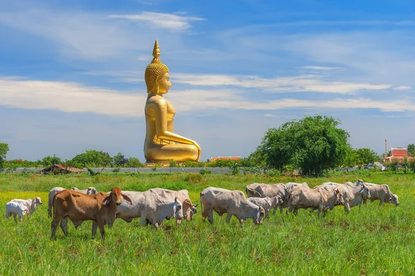 Grote Boeddha in Thailand — Stockfoto