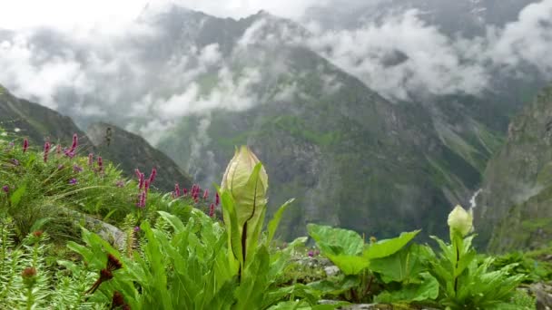 Лисиці (Saussurea obvallata) Гора Медоу Туман — стокове відео