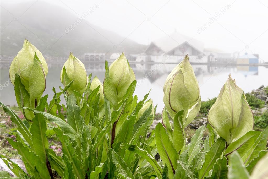 Himalayan flowers at hemkund lake , india