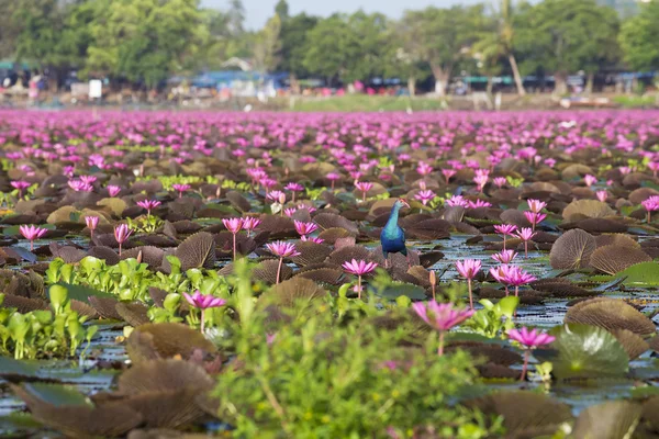 Phatthalung, Tayland Kırmızı Lotus denizde canlı kuş