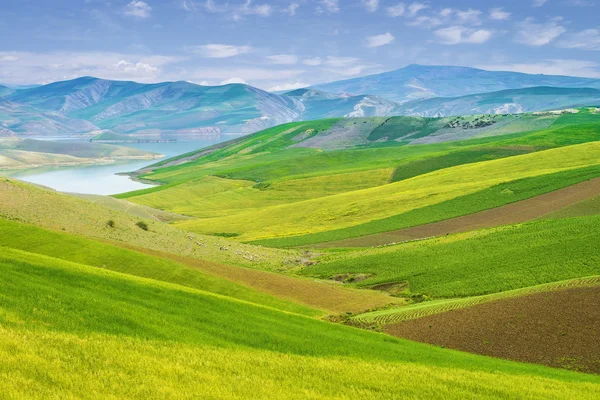 Kolorowy łąka w Maroko — Zdjęcie stockowe